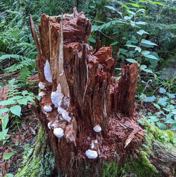 Meet your Posher, Laura - Picture 1 of 1